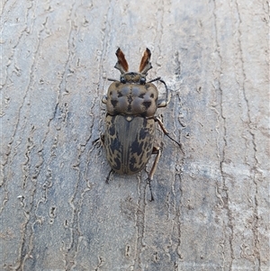 Ryssonotus nebulosus at Berry, NSW - 28 Nov 2024 07:07 AM