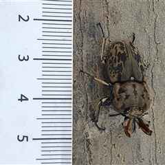 Ryssonotus nebulosus at Berry, NSW - 28 Nov 2024 07:07 AM