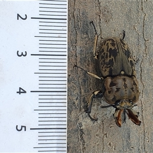 Ryssonotus nebulosus at Berry, NSW - 28 Nov 2024 07:07 AM