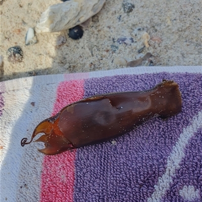 Unidentified Marine Fish Uncategorised at Beecroft Peninsula, NSW - 10 Oct 2024 by Megan123