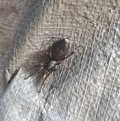 Lampona sp. (genus) (White-tailed spider) at Berry, NSW - 17 Jul 2024 by Megan123