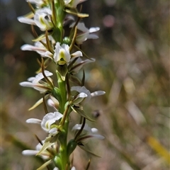 Paraprasophyllum jeaneganiae (Jean's Leek Orchid) by BethanyDunne