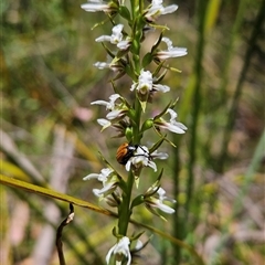 Paraprasophyllum jeaneganiae at suppressed - suppressed