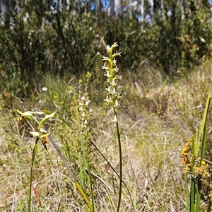 Paraprasophyllum jeaneganiae at suppressed - suppressed