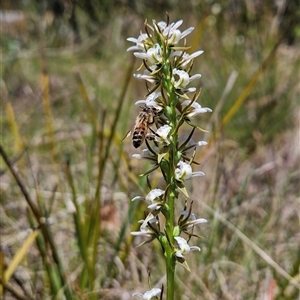 Paraprasophyllum jeaneganiae at suppressed - suppressed