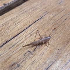 Unidentified Katydid (Tettigoniidae) at Weston, ACT - 26 Nov 2024 by Miranda