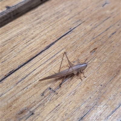 Unidentified Katydid (Tettigoniidae) at Weston, ACT - 26 Nov 2024 by Miranda