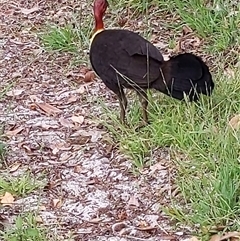 Alectura lathami (Australian Brush-turkey) at Forster, NSW - 28 Nov 2024 by PaperbarkNativeBees