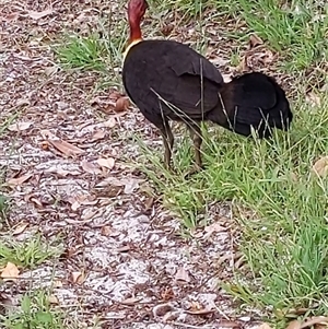 Alectura lathami (Australian Brush-turkey) at Forster, NSW by PaperbarkNativeBees