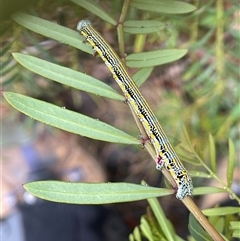 Chlenias banksiaria group at Rendezvous Creek, ACT - 27 Nov 2024 by JaneR