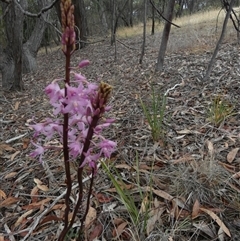 Dipodium roseum (Rosy Hyacinth Orchid) at Queanbeyan West, NSW - 28 Nov 2024 by Paul4K