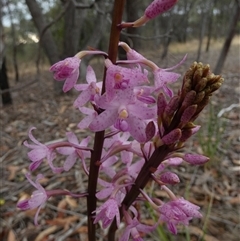 Dipodium roseum at Queanbeyan West, NSW - 28 Nov 2024