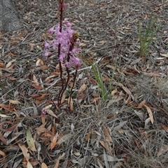 Dipodium roseum at Queanbeyan West, NSW - 28 Nov 2024