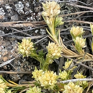 Scleranthus diander at Rendezvous Creek, ACT - 23 Nov 2024 01:34 PM