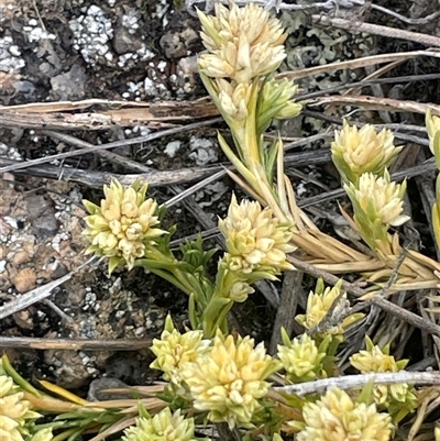 Scleranthus diander (Many-flowered Knawel) at Rendezvous Creek, ACT - 23 Nov 2024 by JaneR