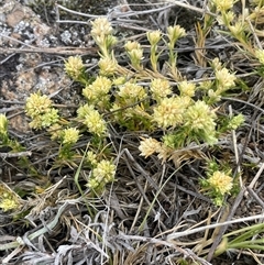 Scleranthus diander at Rendezvous Creek, ACT - 23 Nov 2024 01:34 PM