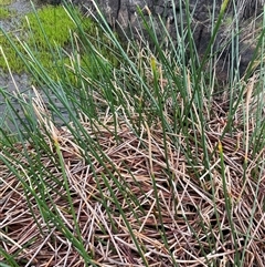 Eleocharis sphacelata (Tall Spike-rush) at Rendezvous Creek, ACT - 27 Nov 2024 by JaneR