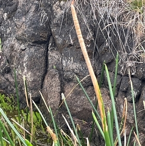 Eleocharis sphacelata at Rendezvous Creek, ACT - 27 Nov 2024