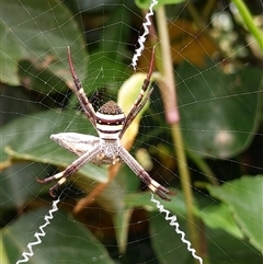 Argiope keyserlingi (St Andrew's Cross Spider) at Forster, NSW - 28 Nov 2024 by PaperbarkNativeBees