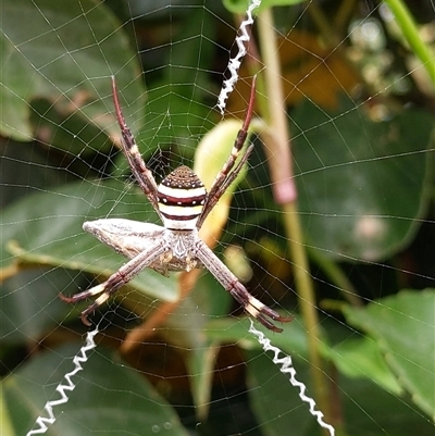 Argiope keyserlingi at Forster, NSW - 27 Nov 2024 by PaperbarkNativeBees