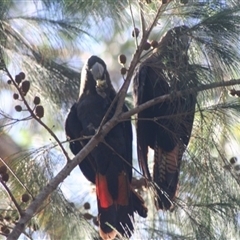 Calyptorhynchus lathami lathami (Glossy Black-Cockatoo) at Penrose, NSW - 27 Nov 2024 by Aussiegall