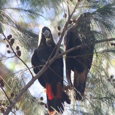 Calyptorhynchus lathami lathami (Glossy Black-Cockatoo) at Penrose, NSW - 27 Nov 2024 by Aussiegall