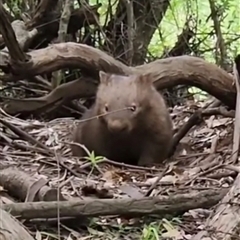 Vombatus ursinus (Common wombat, Bare-nosed Wombat) at Orangeville, NSW - 19 Feb 2024 by belleandjason3113