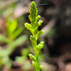 Microtis unifolia at Marengo, NSW - 25 Nov 2024 by Csteele4