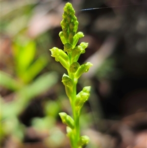 Microtis unifolia at Marengo, NSW - suppressed