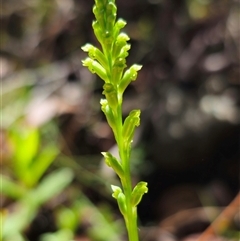 Microtis unifolia at Marengo, NSW - 26 Nov 2024