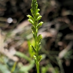 Microtis unifolia at Marengo, NSW - suppressed