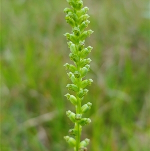 Microtis unifolia at Dundurrabin, NSW - suppressed