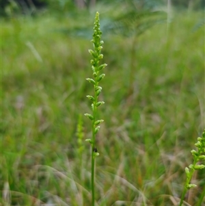 Microtis unifolia at Dundurrabin, NSW - suppressed