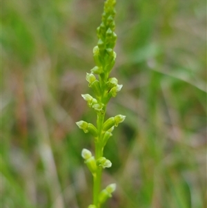 Microtis unifolia at Dundurrabin, NSW - suppressed