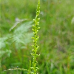 Microtis unifolia at Dundurrabin, NSW - suppressed