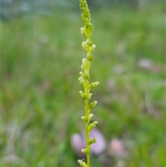 Microtis unifolia at Dundurrabin, NSW - suppressed