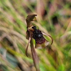 Chiloglottis sphaerula (Globular Wasp Orchid) at Marengo, NSW - 25 Nov 2024 by Csteele4