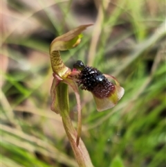 Chiloglottis sphaerula at suppressed - 26 Nov 2024