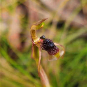 Chiloglottis sphaerula at suppressed - 26 Nov 2024