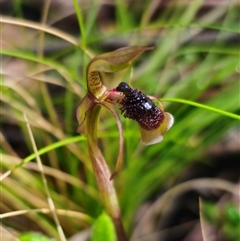 Chiloglottis sphaerula at suppressed - 26 Nov 2024