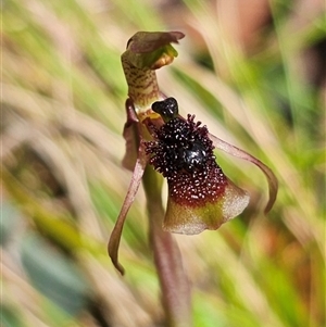 Chiloglottis sphaerula at suppressed - 26 Nov 2024