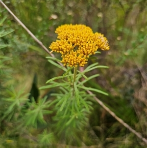 Cassinia telfordii at The Gulf, NSW - 28 Nov 2024 09:05 AM