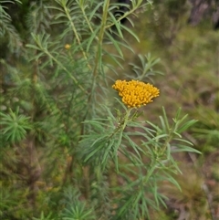 Cassinia telfordii at The Gulf, NSW - 28 Nov 2024 09:05 AM