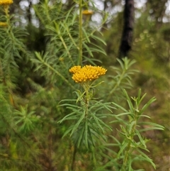 Cassinia telfordii at The Gulf, NSW - 28 Nov 2024 09:05 AM