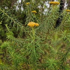 Cassinia telfordii at The Gulf, NSW - 28 Nov 2024 09:05 AM