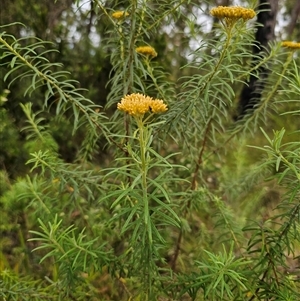 Cassinia telfordii at The Gulf, NSW - 28 Nov 2024 09:05 AM