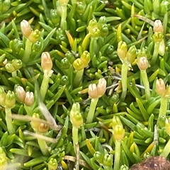 Scleranthus biflorus at Rendezvous Creek, ACT - 23 Nov 2024 by JaneR