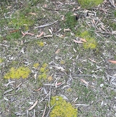 Scleranthus biflorus at Rendezvous Creek, ACT - 23 Nov 2024 12:23 PM