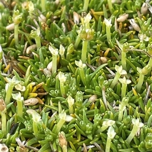 Scleranthus biflorus at Rendezvous Creek, ACT - 23 Nov 2024