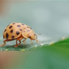 Epilachna sumbana (A Leaf-eating Ladybird) at Kaleen, ACT - 27 Nov 2024 by rubicon